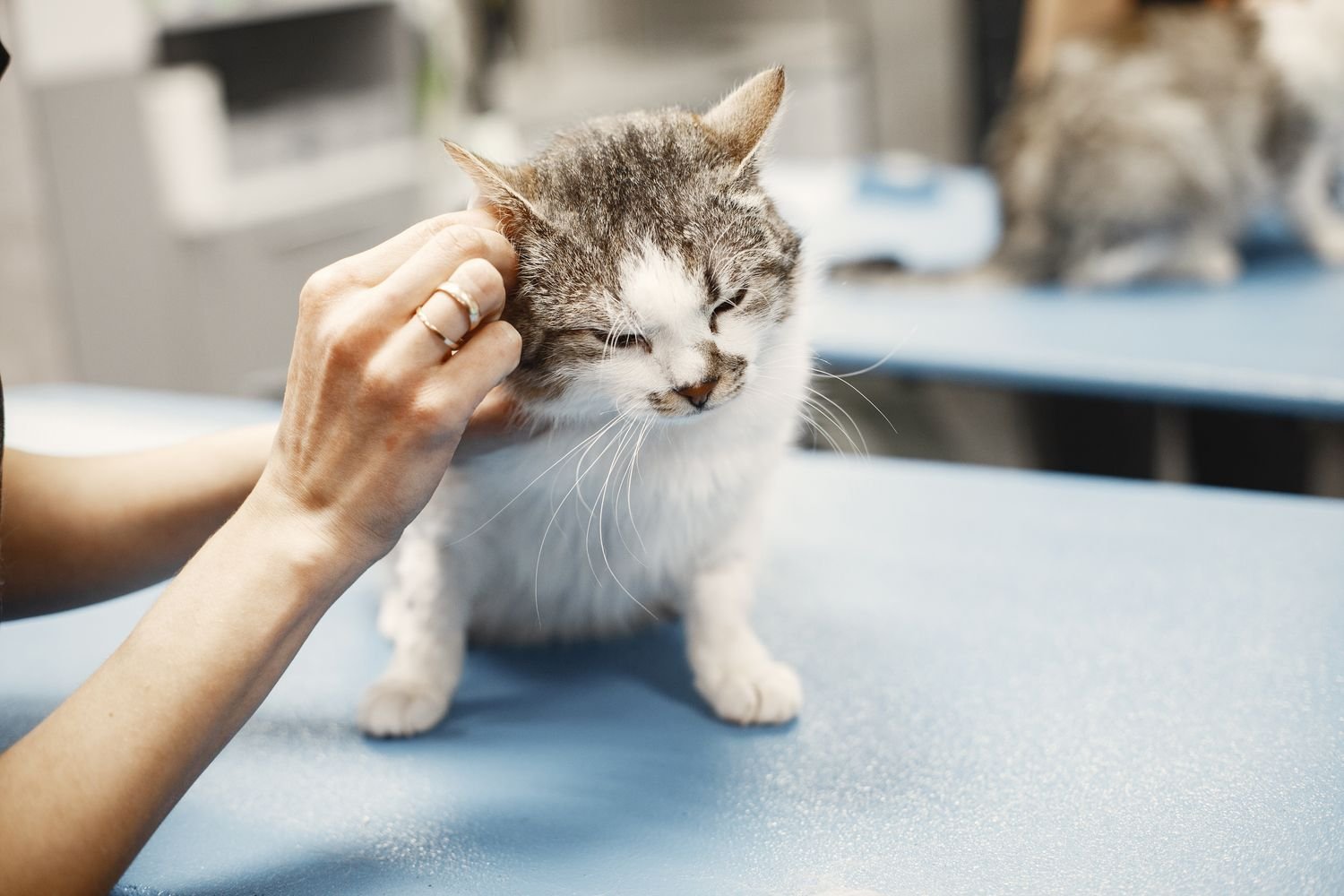 Veteriner hekimin eli, muayene sırasında bir kedi